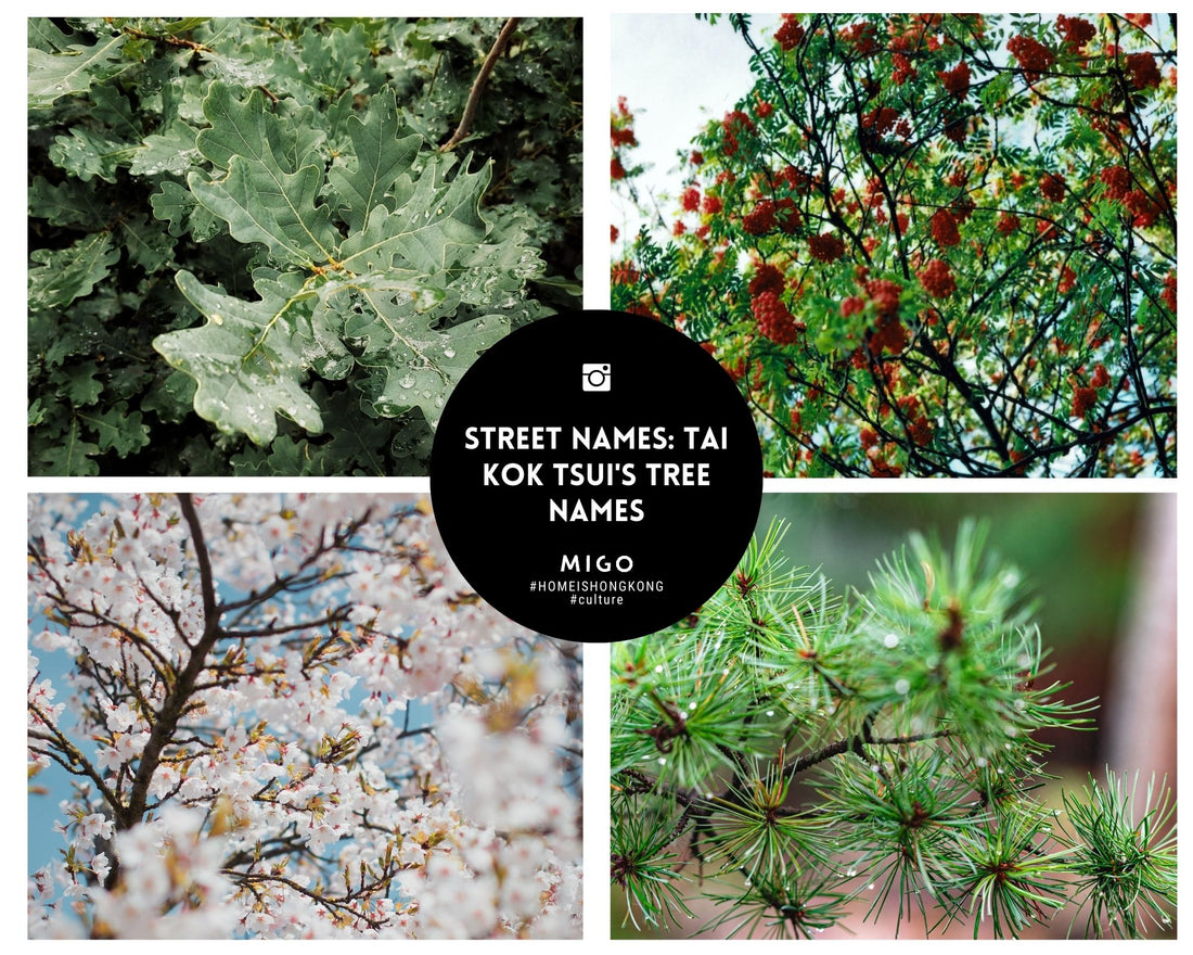 Street names: Tai Kok Tsui's Tree names